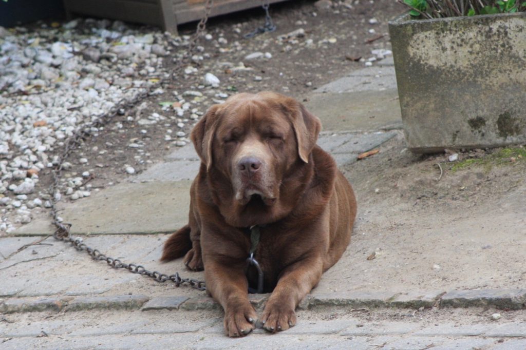 Wachhund an Kette sitzt im Garten