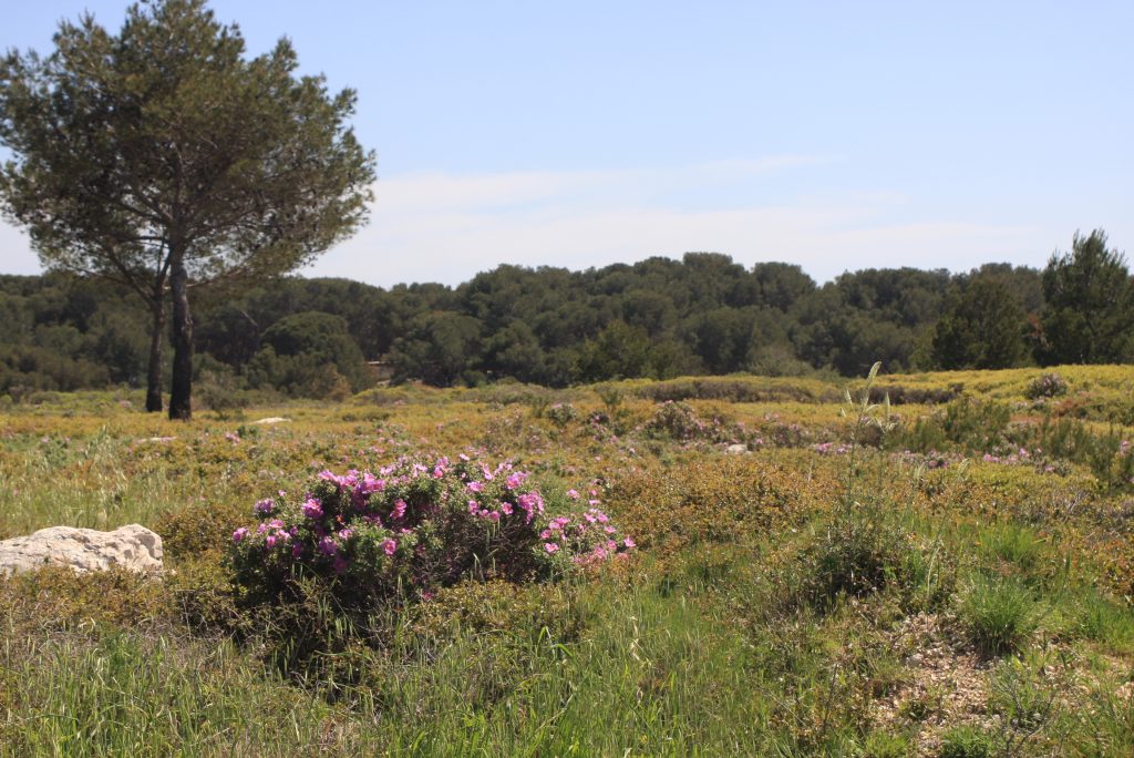 Pinien, Kräuter und Wildrosen bilden die Vegetation an der Küste