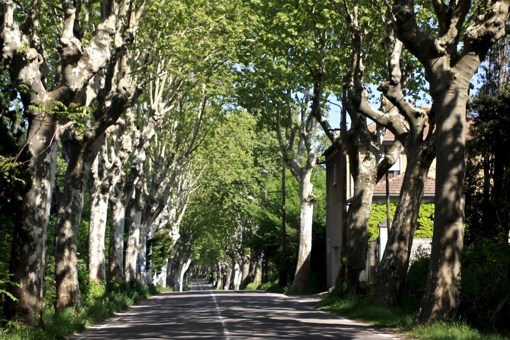 Platanenallee