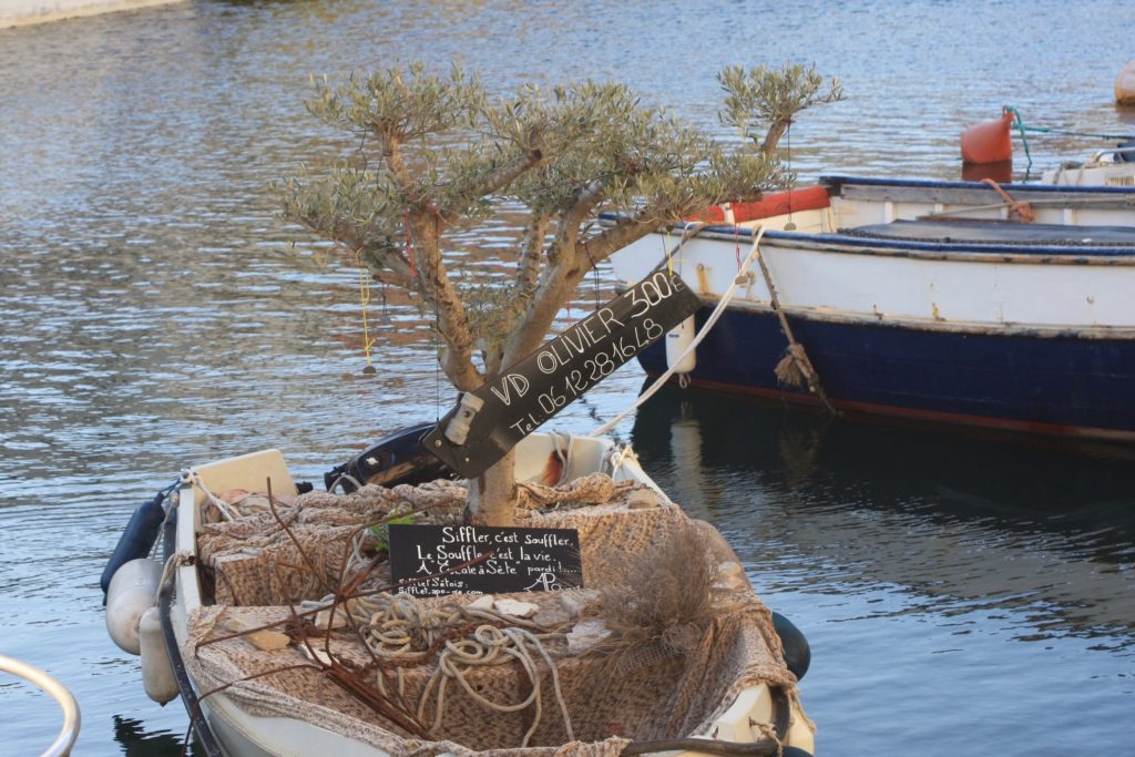 Ein Olivenbaum in einem Boot ...