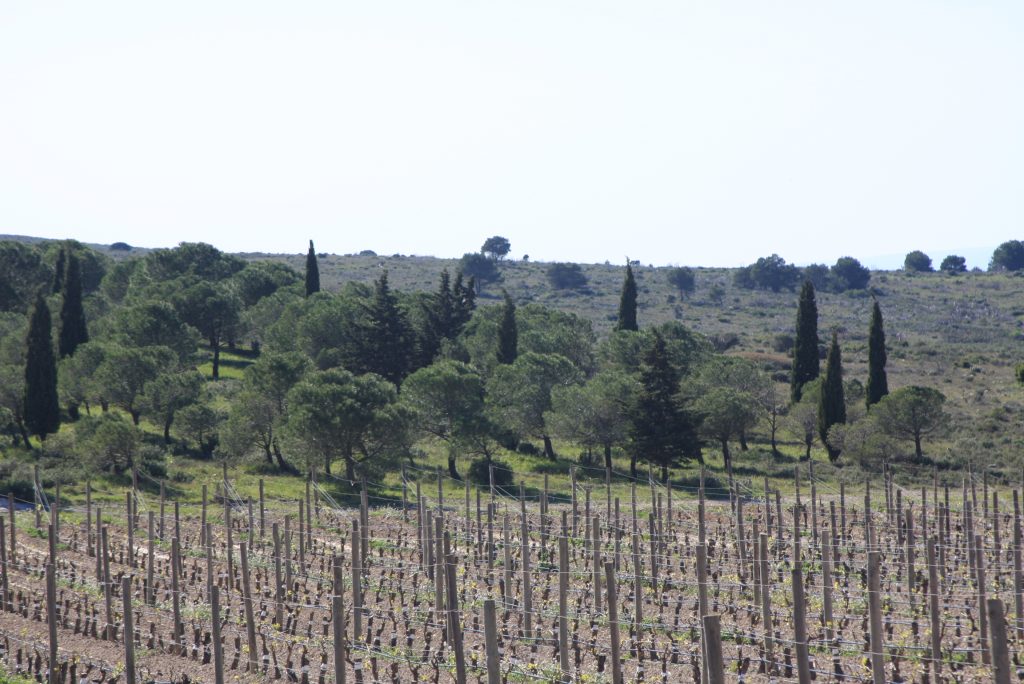 Blick in die Landschaft des Longuedoc mit Weinreben und Bäumen