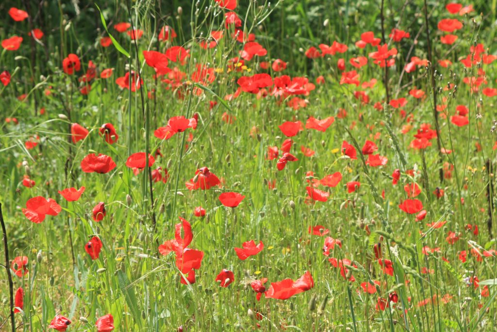 Mohnblumen in einer Wiese