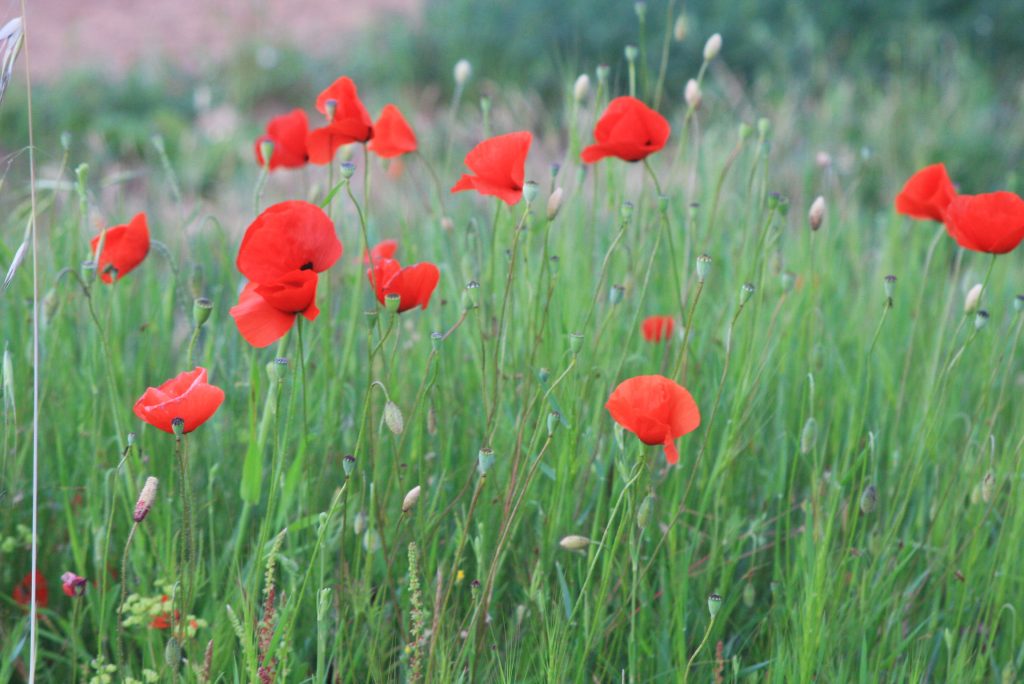 Mohnblumen auf einer grünen Wiese