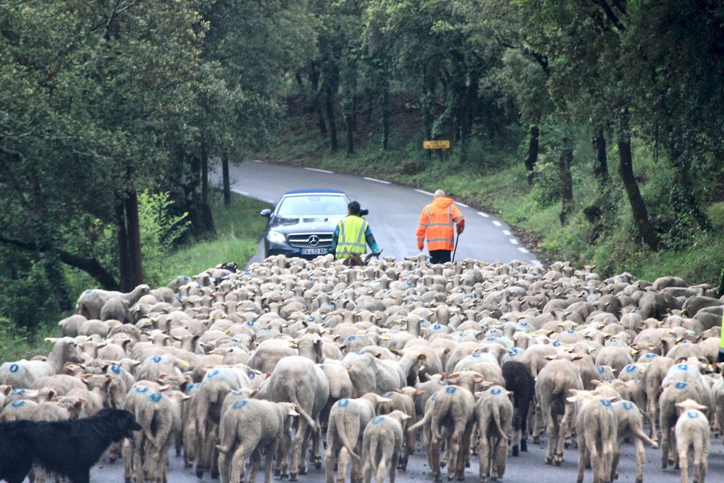 Schafherde auf der Straße