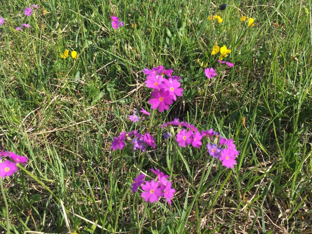 Almwiesenblumen