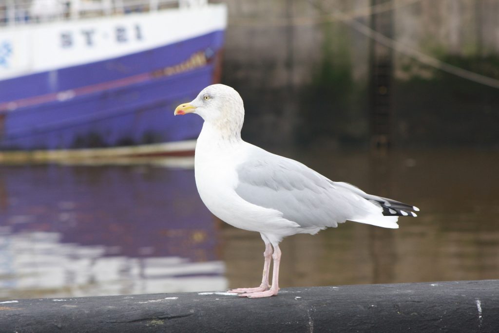 Möwe am Hafenbecken
